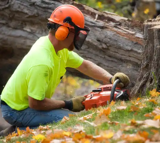 tree services David City